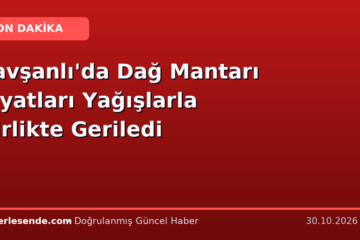 Tavşanlı'da Dağ Mantarı Fiyatları Yağışlarla Birlikte Geriledi