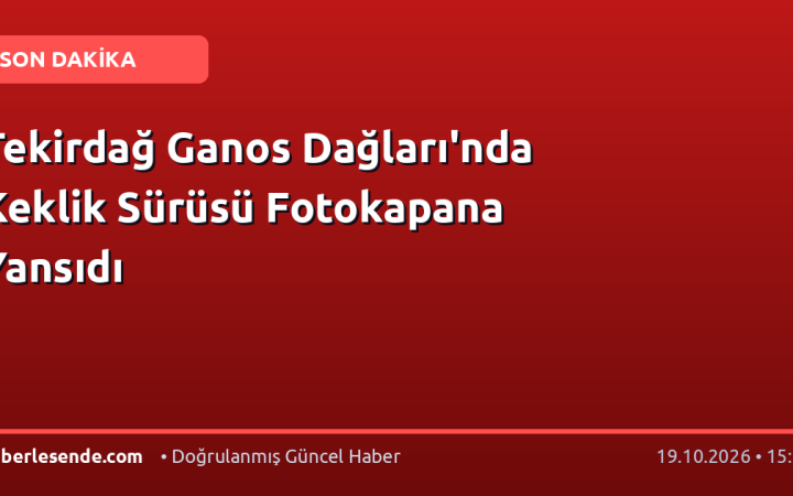 Tekirdağ Ganos Dağları'nda Keklik Sürüsü Fotokapana Yansıdı