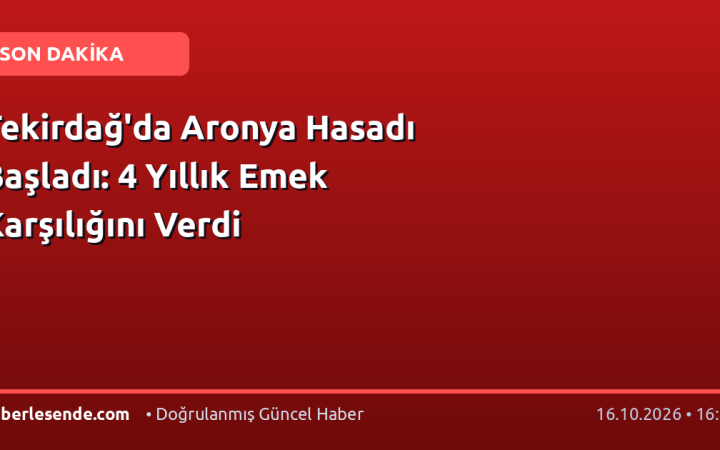 Tekirdağ'da Aronya Hasadı Başladı: 4 Yıllık Emek Karşılığını Verdi