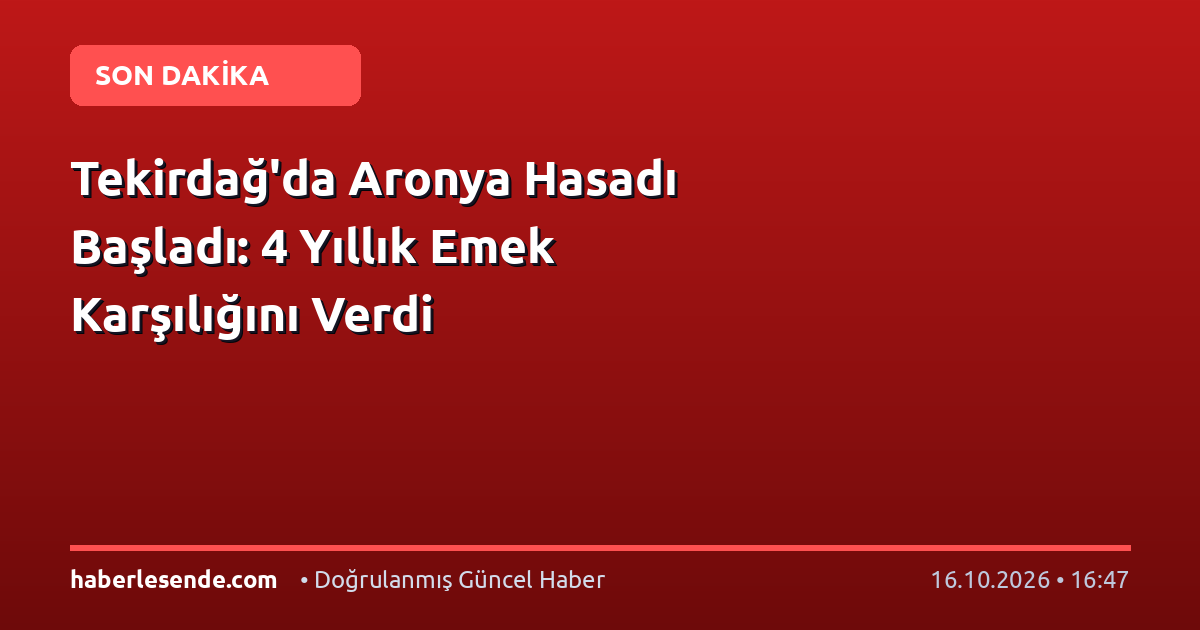 Tekirdağ'da Aronya Hasadı Başladı: 4 Yıllık Emek Karşılığını Verdi