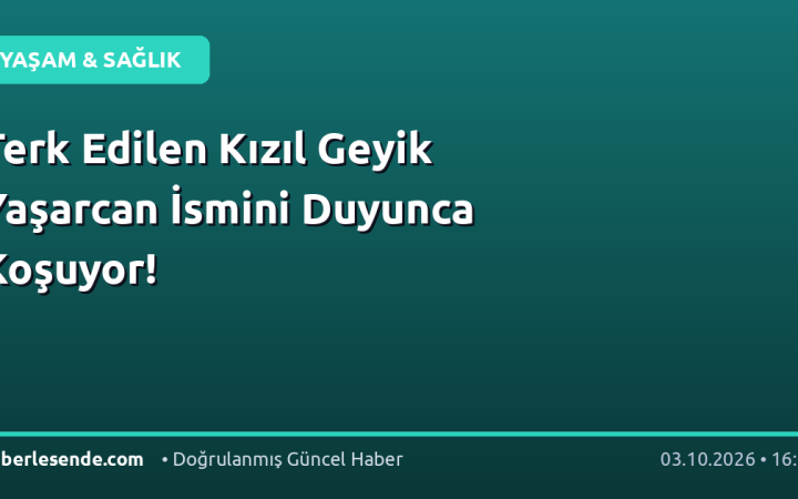 Terk Edilen Kızıl Geyik Yaşarcan İsmini Duyunca Koşuyor!