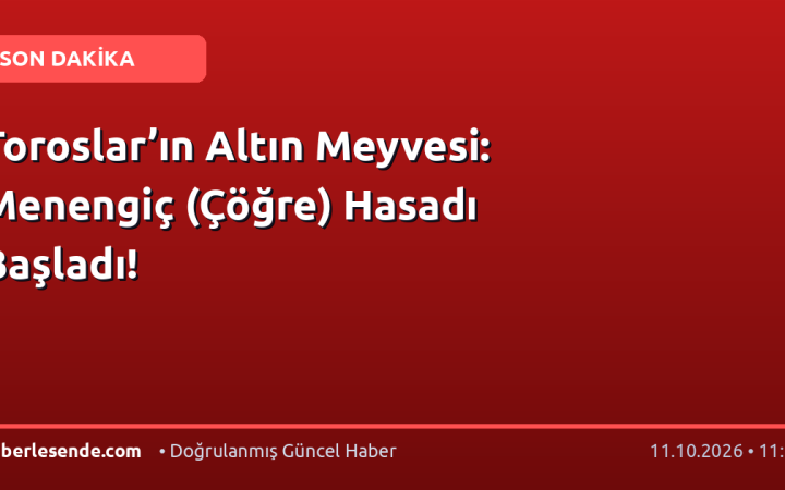 Toroslar’ın Altın Meyvesi: Menengiç (Çöğre) Hasadı Başladı!