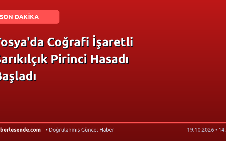 Tosya'da Coğrafi İşaretli Sarıkılçık Pirinci Hasadı Başladı