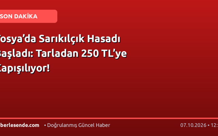 Tosya’da Sarıkılçık Hasadı Başladı: Tarladan 250 TL’ye Kapışılıyor!