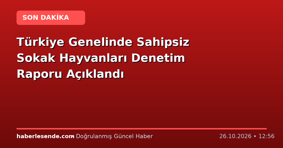 Türkiye Genelinde Sahipsiz Sokak Hayvanları Denetim Raporu Açıklandı