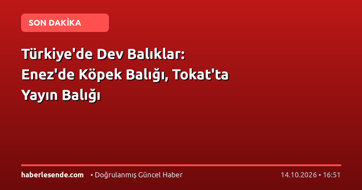 Türkiye'de Dev Balıklar: Enez'de Köpek Balığı, Tokat'ta Yayın Balığı
