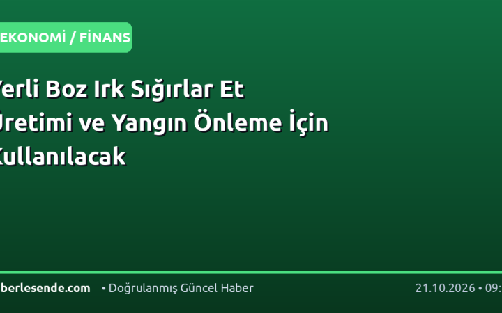 Yerli Boz Irk Sığırlar Et Üretimi ve Yangın Önleme İçin Kullanılacak