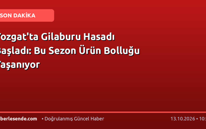 Yozgat'ta Gilaburu Hasadı Başladı: Bu Sezon Ürün Bolluğu Yaşanıyor