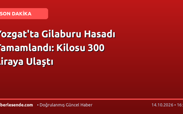Yozgat'ta Gilaburu Hasadı Tamamlandı: Kilosu 300 Liraya Ulaştı