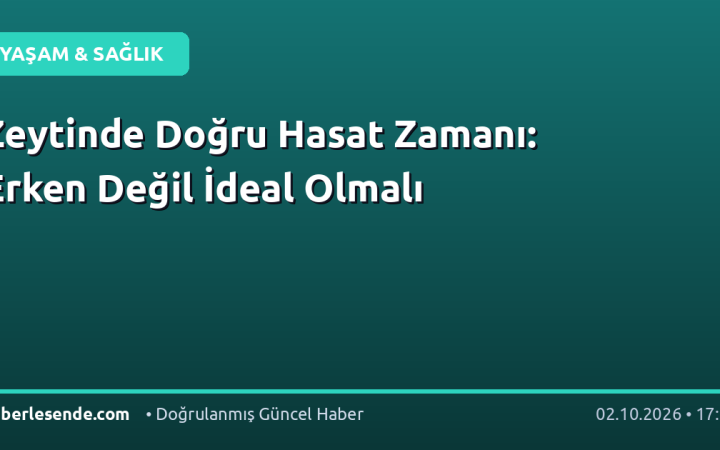 Zeytinde Doğru Hasat Zamanı: Erken Değil İdeal Olmalı