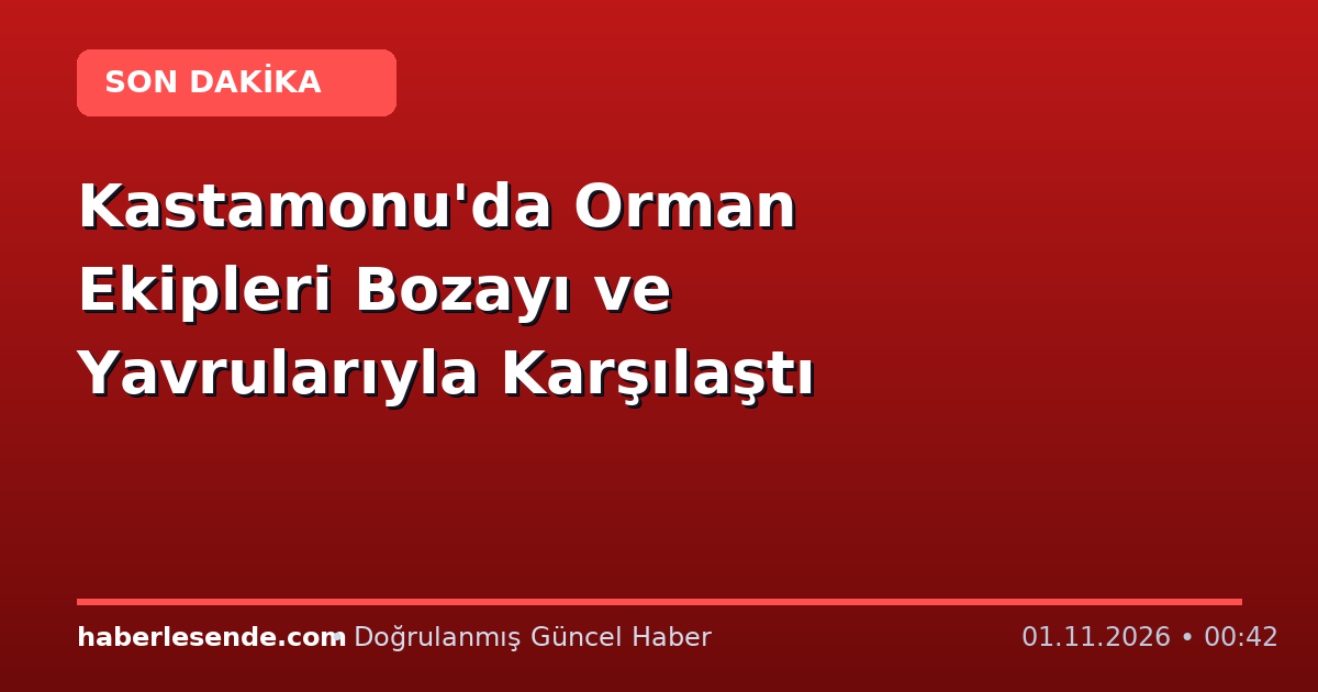 Kastamonu'da Orman Ekipleri Bozayı ve Yavrularıyla Karşılaştı